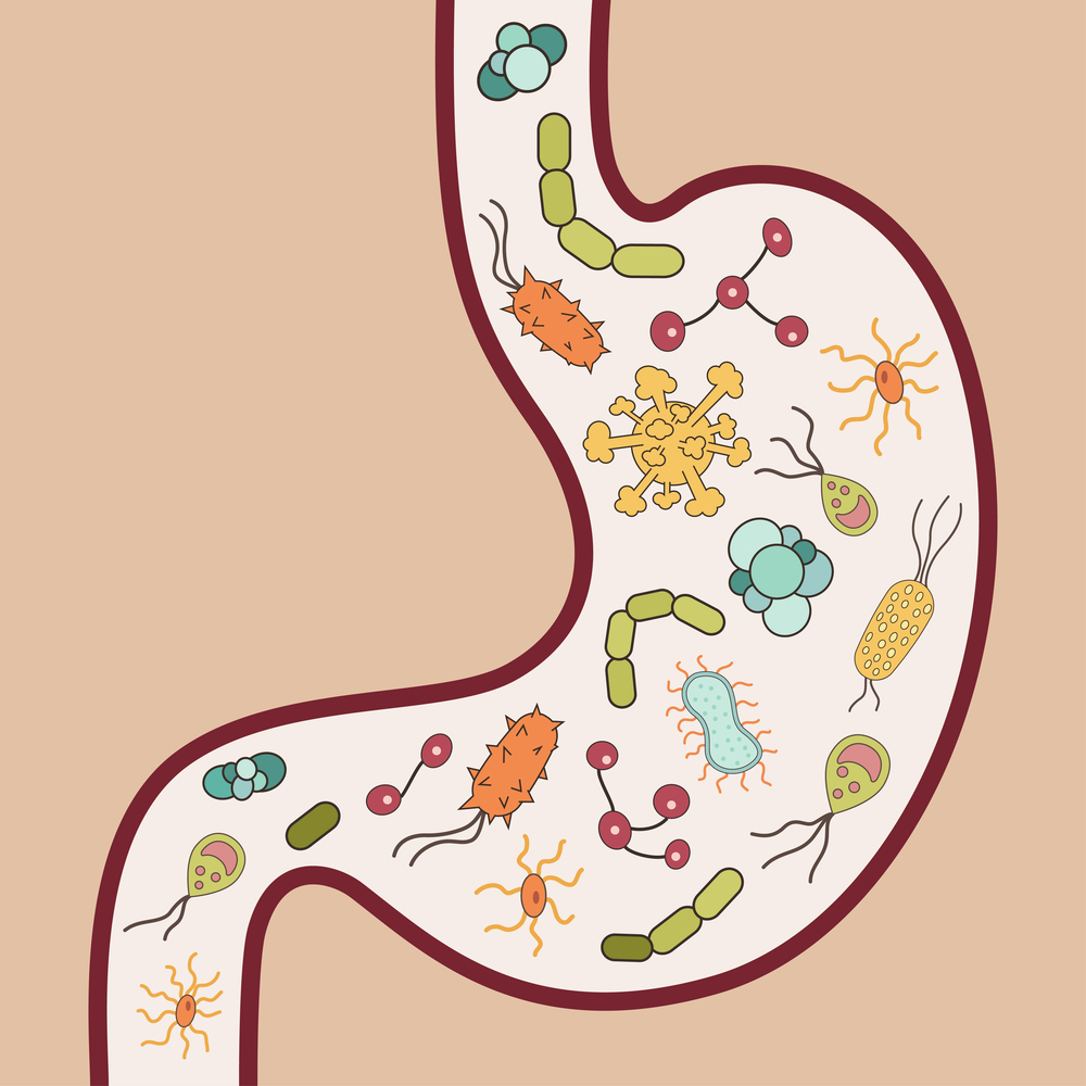 Probiotics balance gut bacteria