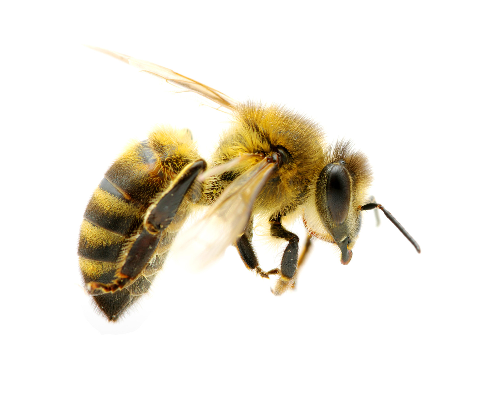 Bee propolis has immune-fighting properties for scratchy sore throats.